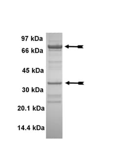 Eurofins DiscoverX Cdk1/cyclin B Protein, Active 10 &mu;g | Buy Online | Eurofins DiscoverX | Fisher Scientific
